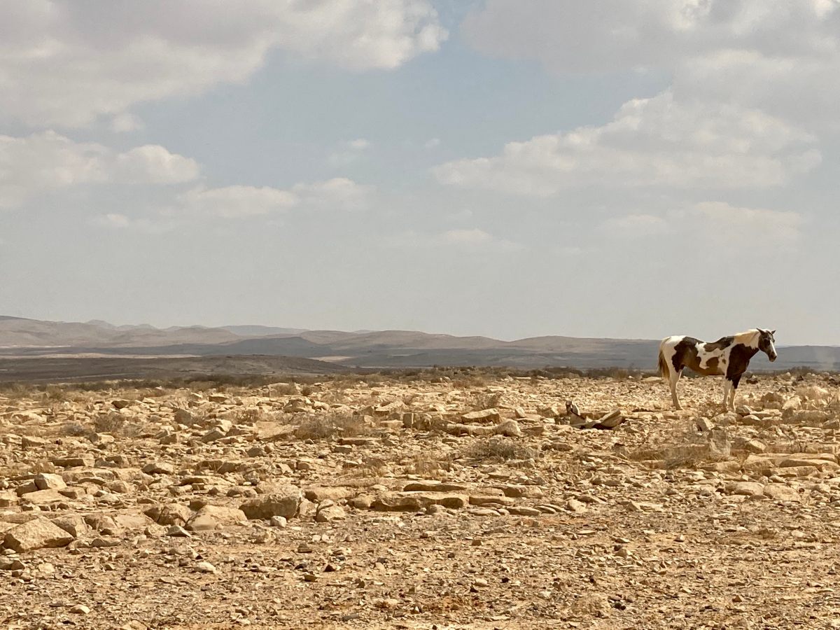 להפוך לימון ללימונדה Lemon to&nbsp;lemonade